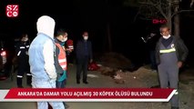 Ankara'da damar yolu açılmış 30 köpek ölüsü bulundu