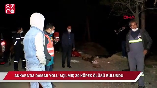 Ankara'da damar yolu açılmış 30 köpek ölüsü bulundu