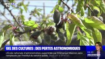 Gel des cultures: des pertes astronomiques redoutées