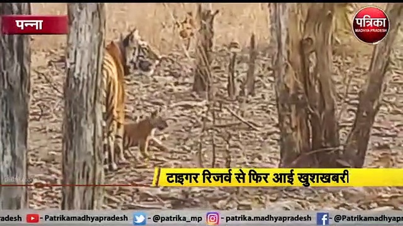 पन्ना : टाइगर रिजर्व से फिर आई खुशखबरी
