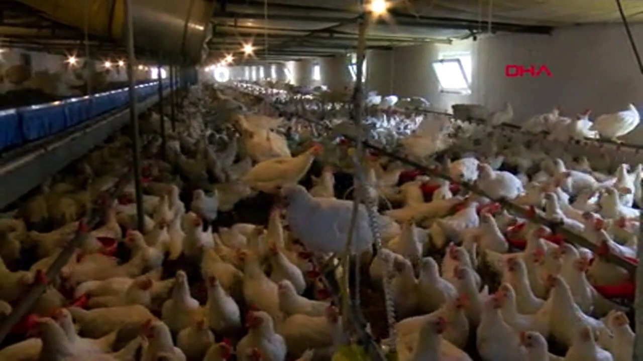 Ünlü şarkıcı Coşkun Sabah çiftlik kurdu: Artık ‘Yumurtacı Coşkun’