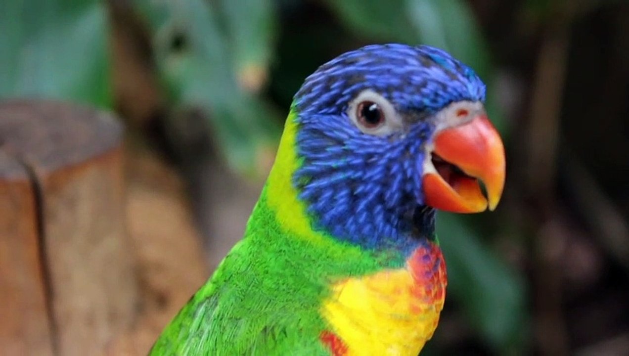 Parrot  seven Color