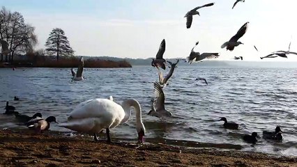 The swans of white