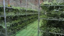 Intervenidas más de cuatro toneladas de marihuana en Teruel