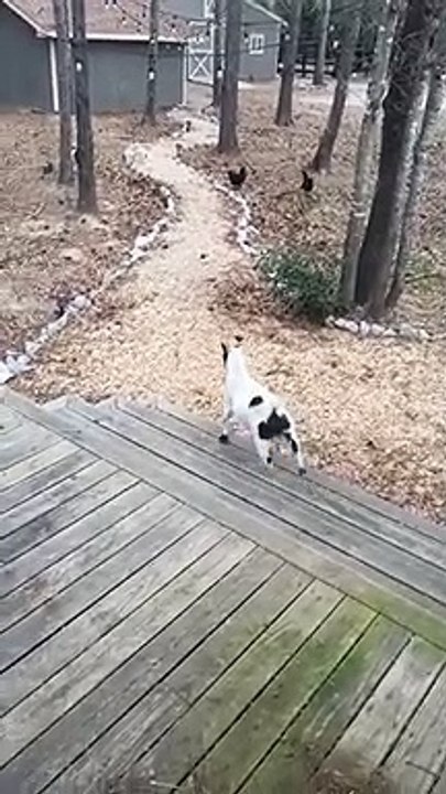 Don't scare goat
