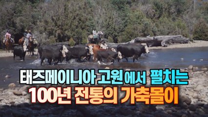 [세상만사] 100년 전통을 지키려고 노력하는 호주 태즈메이니아의 목장 / YTN
