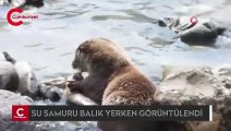 Artvin’de su samuru balık yerken görüntülendi