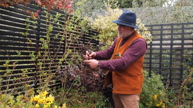 Quelles tailles effectuer au printemps ? Focus sur 3 plantes (Vidéo)