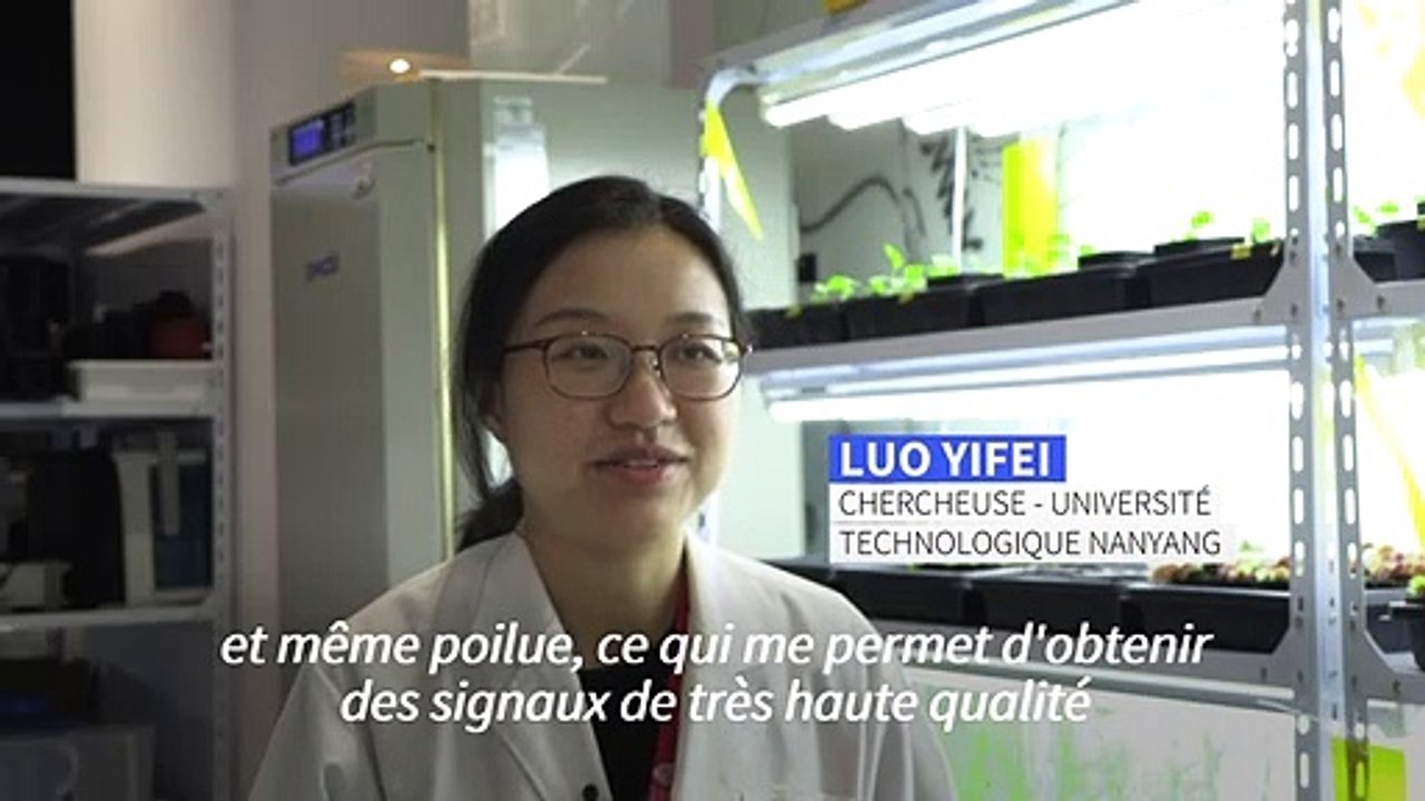 "Robots-plantes": des scientifiques cherchent à combiner technologie et nature