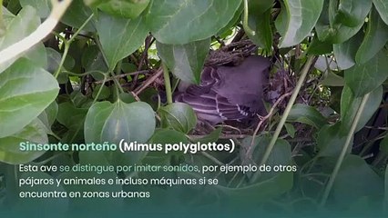 8 Pájaros que cantan de noche