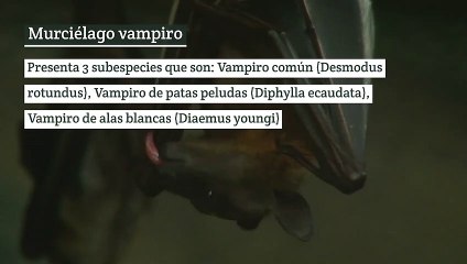 5 Animales que se alimentan de sangre