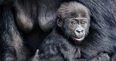 Zoo de Bristol : les photos de ce bébé gorille accroché à sa mère sont adorables