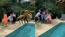 Ekta Kapoor के सामने आई इतनी बड़ी Honey Bee, देखकर डर जाएंगे आप; VIRAL VIDEO | Boldsky