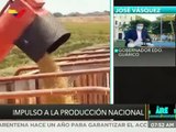 PRODUCCIÓN | Guárico ha sobrepasado récord de producción de tomate y otras hortalizas