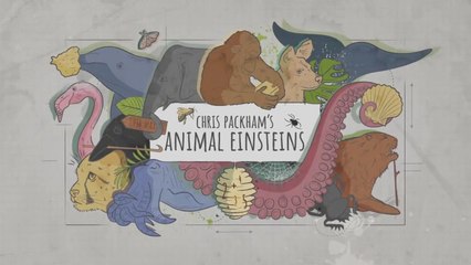 Chris Packham's Animal Einsteins • 2021- S01E01 •• Masterminds •• HD