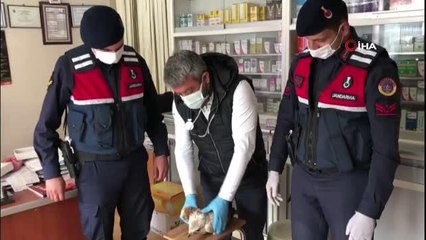 Manisa'da yaralı şahine jandarma sahip çıktı