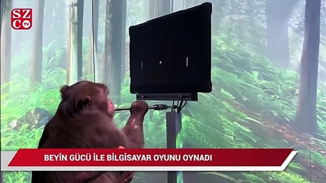 Maymun beyin gücüyle bilgisayar oyunu oynadı