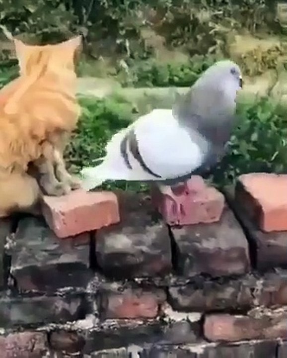 Best videos, Top videos, Viral videos Funny videos no. 70
