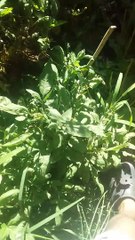 Como obtener semillas del Llanten