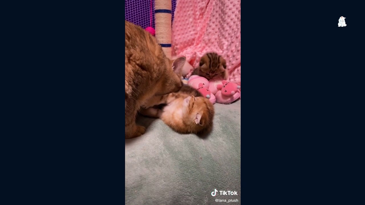 Mew Cats Baby cats lots of Fun