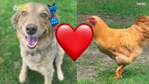 A Chicken and a Dog Chase Each Other Around Is Must-See Video!