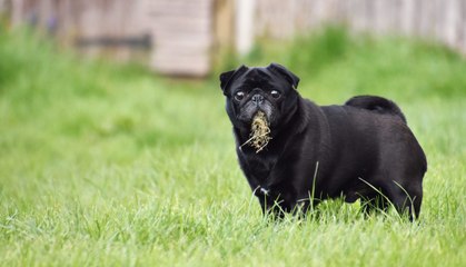 Why Do Dogs Eat Grass?
