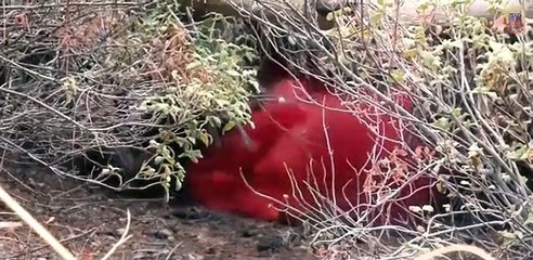 Jandarmadan Afrin operasyonu için yeni marş