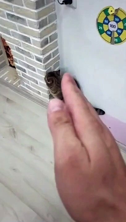 MY CAT IS LEARNING KUNG FU