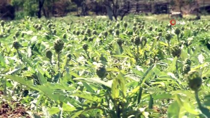 Urla’nın Meşhur Sakız Enginarları Türkiye’nin Dört Bir Yanına Gönderiliyor