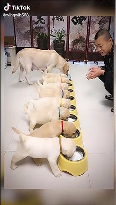 Dogs