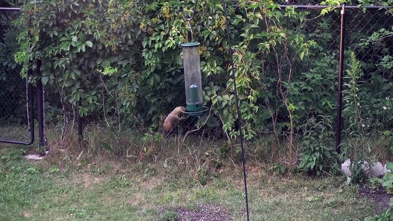 Spinning Bird Feeder Sends Squirrel Flying