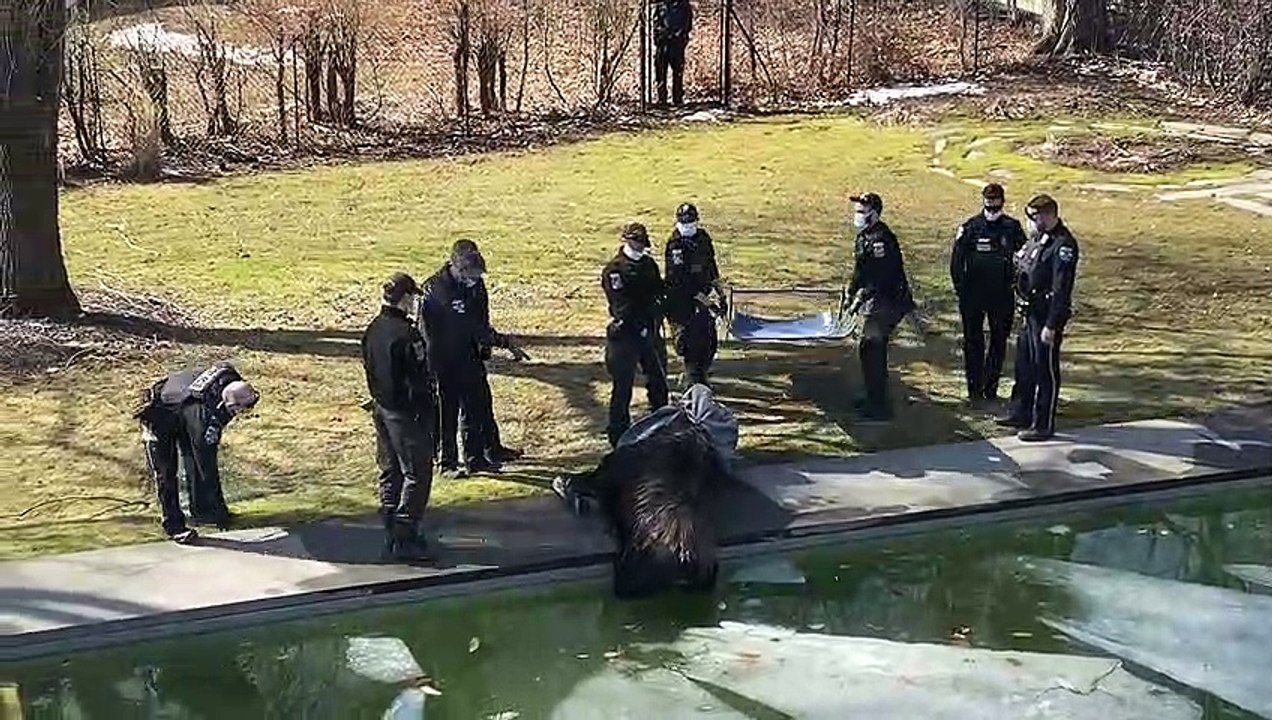 Exhausted Moose Pulled From Pool