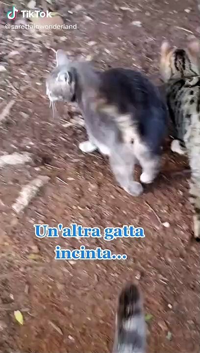 Funny animals