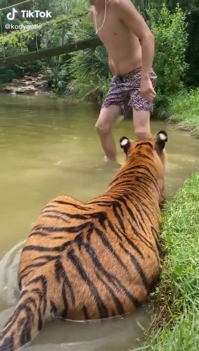 Tigers and men