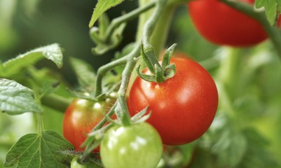 Are Your Backyard Veggies and Fruits Ready to Harvest? Here's How to Tell