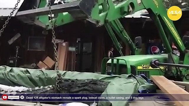 Dead 12ft alligator's stomach reveals a spark plug, bobcat claws, a bullet casing, and 5 dog tag
