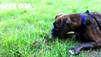 Doesn'T Matter, Size Is Zero  Funny Animals Compilation