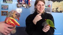 Funny Parrots Videos Compilation Cute Moment Of The Animals  Cutest Parrots #2