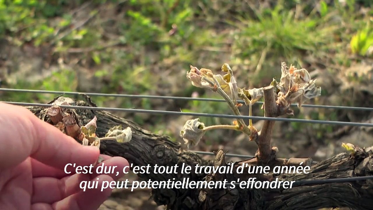 Gel: dans les vignes des Graves, "il n'y a plus de vie"