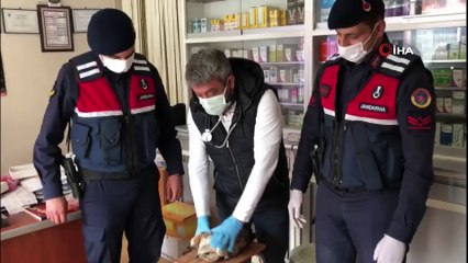 Manisa'da yaralı şahine jandarma sahip çıktı