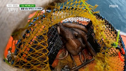 봄을 낚는 부자(父子)어부!