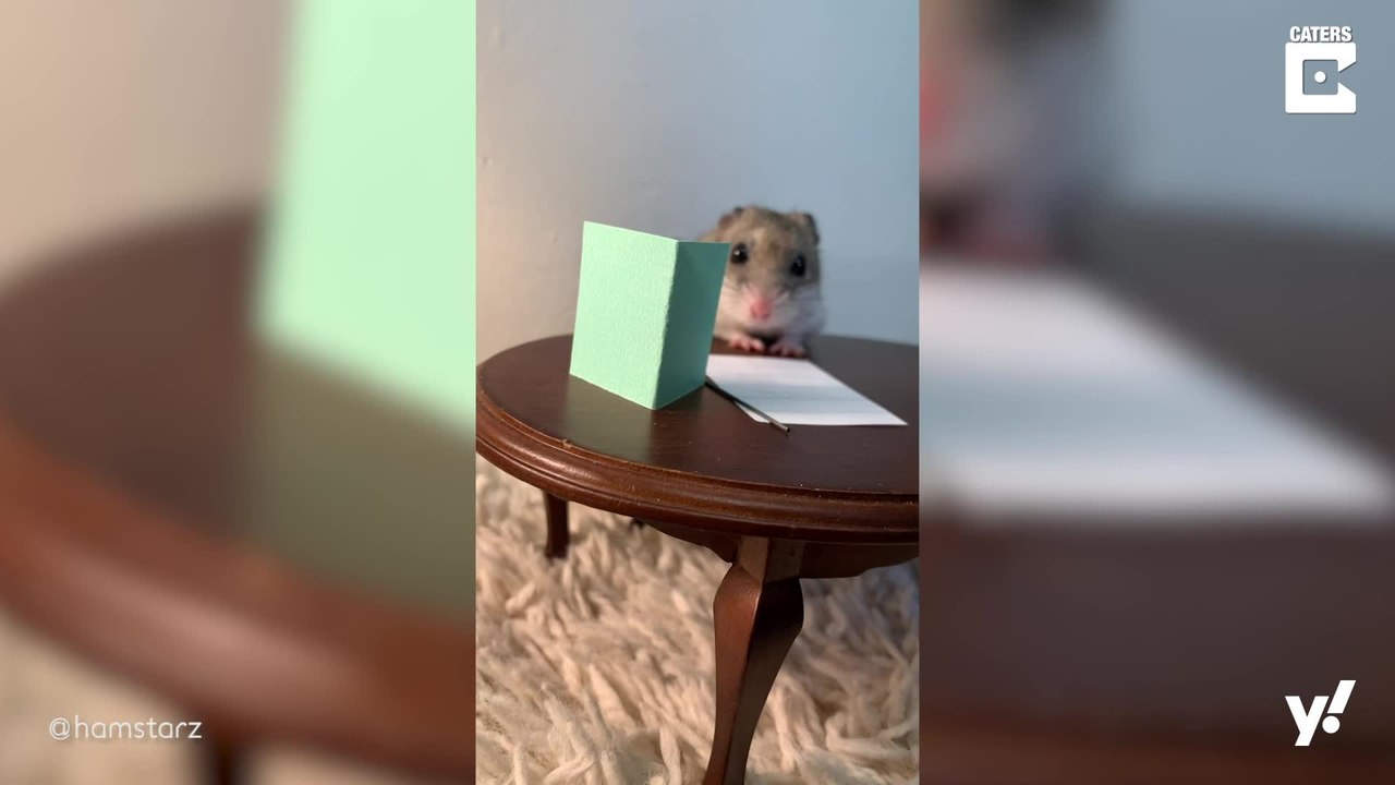 Witziges Video mit Hamstern geht viral und begeistert das Netz