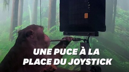 Après les cyber-cochons, Elon Musk présente un singe jouant aux jeux-vidéo grâce une puce