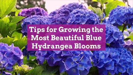 6 Tips for Growing the Most Beautiful Blue Hydrangea Blooms