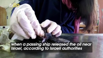 Israel Helps Rehabilitate Endangered Turtles After Being Affected By Oil Spill!