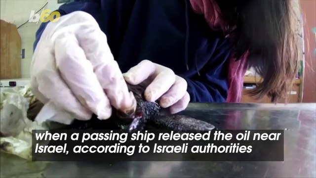 Israel Helps Rehabilitate Endangered Turtles After Being Affected By Oil Spill!