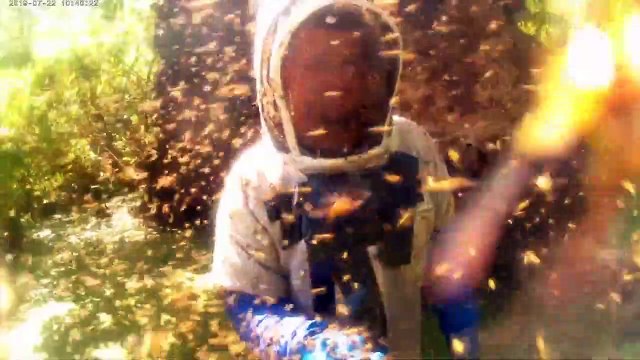 Top 10 Insectos Y Arácnidos Más Peligrosos Del Mundo