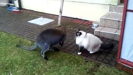 Kangaroo Apologizes to Family Cat