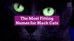 The Most Fitting Names for Black Cats