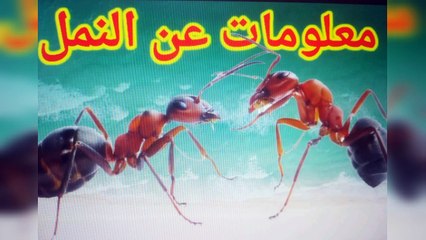تعلم من مجتمع النمل الترابط والتماسك والقوة في العمل الجماعي